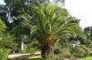 Canary Island date palm