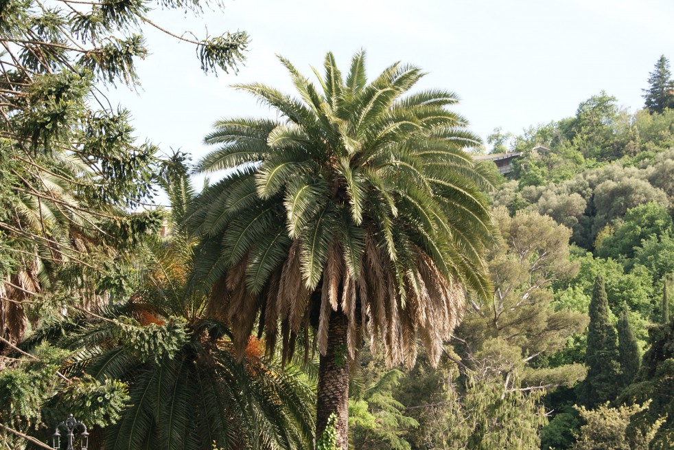 Canary Island date palm