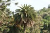 Canary Island date palm