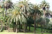 Canary Island date palm