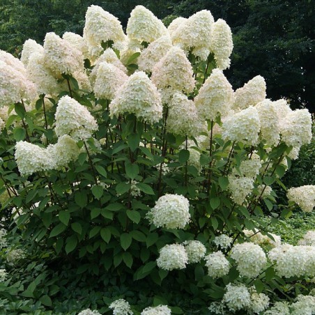 Phantom Panicle Hydrangea - Hydrangea Paniculata Phantom