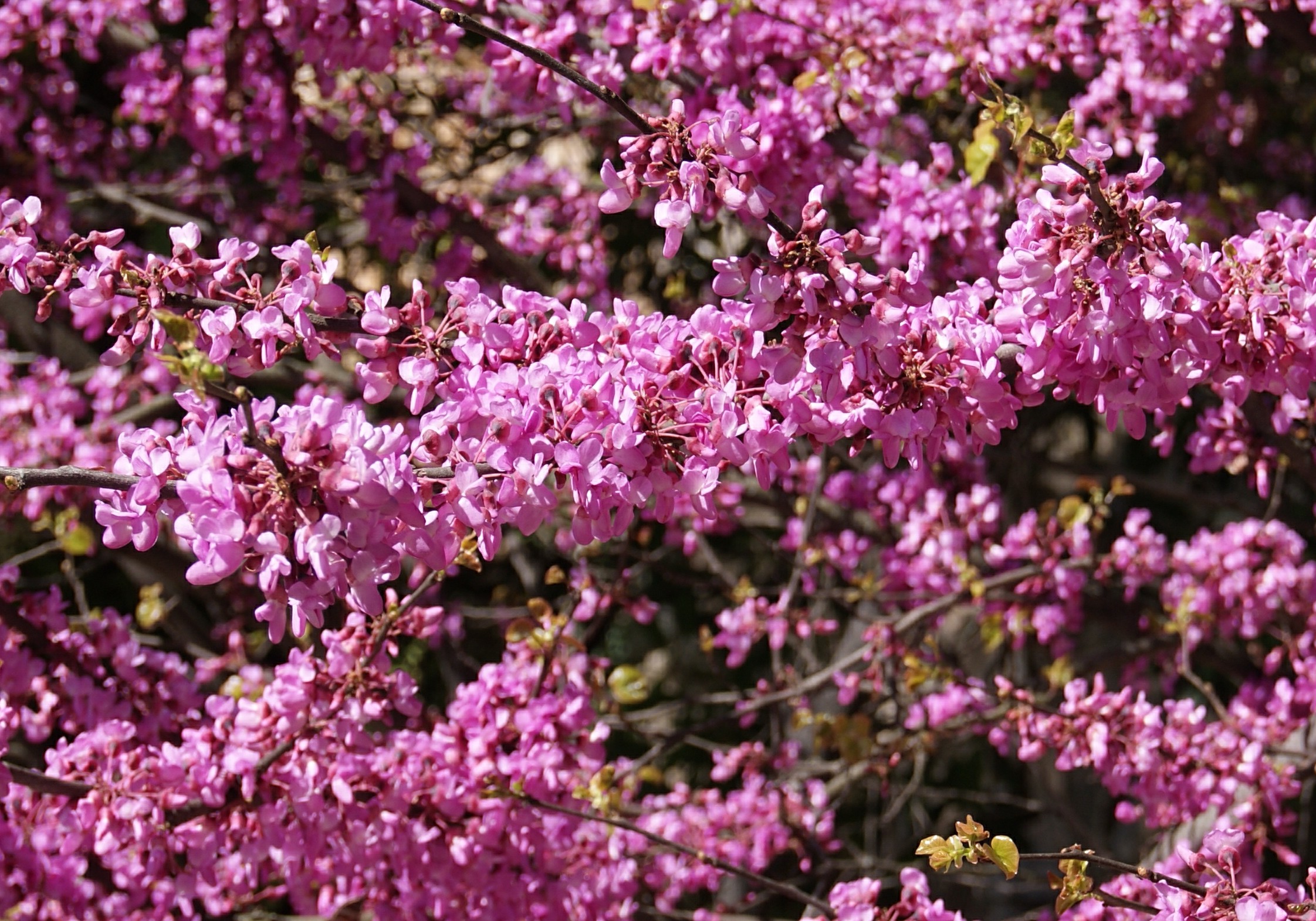 Gemeiner Judasbaum