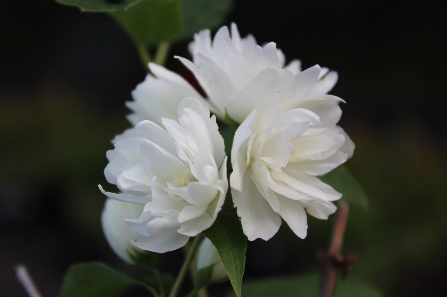 жасмин махровый белый садовый фото