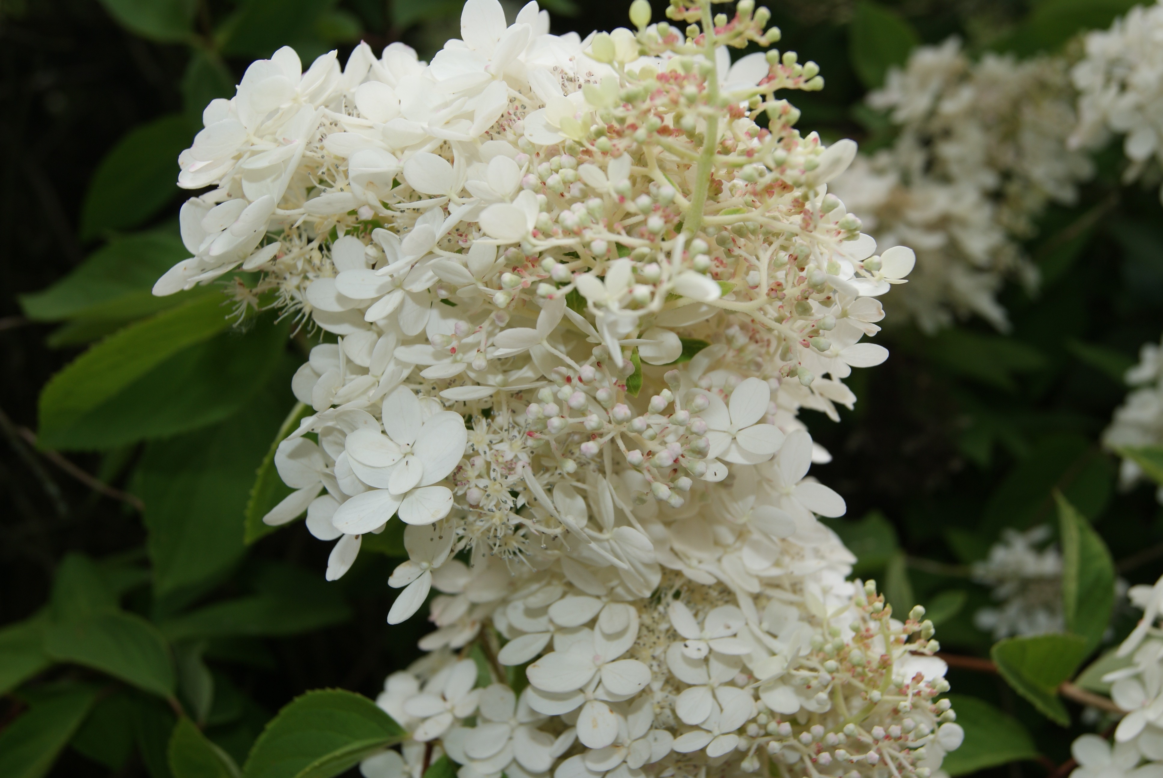 Pluimhortensia Grandiflora