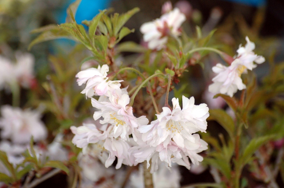 Cerisier du Japon à fleurs doubles