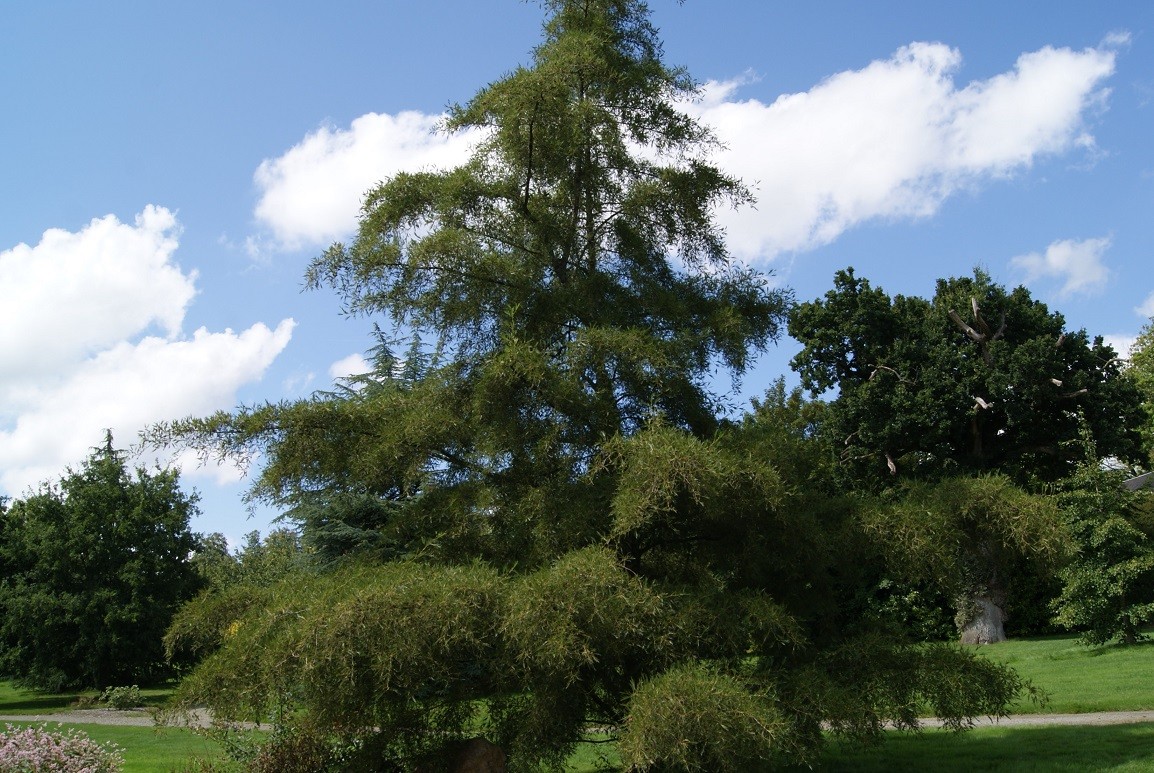 Cut leaved Alder