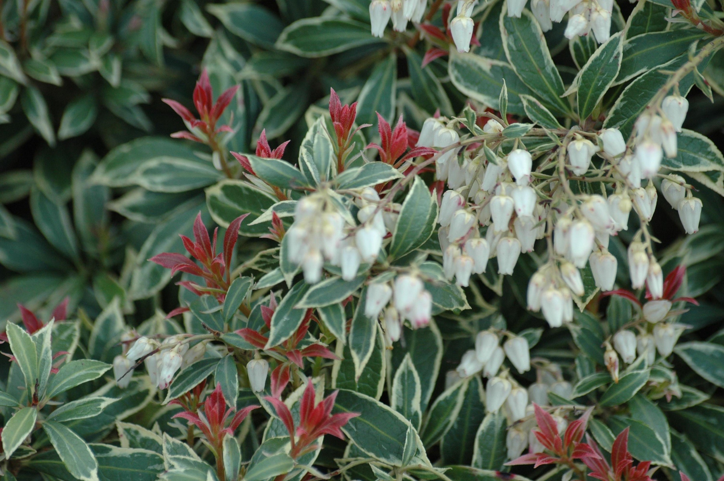 Variegated Japanese Andromeda