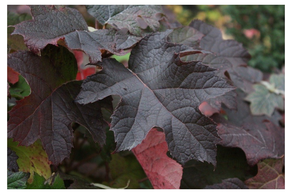 Hortensia à feuilles de chêne