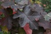 Hortensia à feuilles de chêne