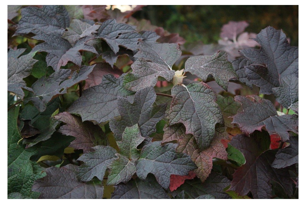 Hortensia à feuilles de chêne