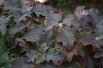 Eikenbladhortensia