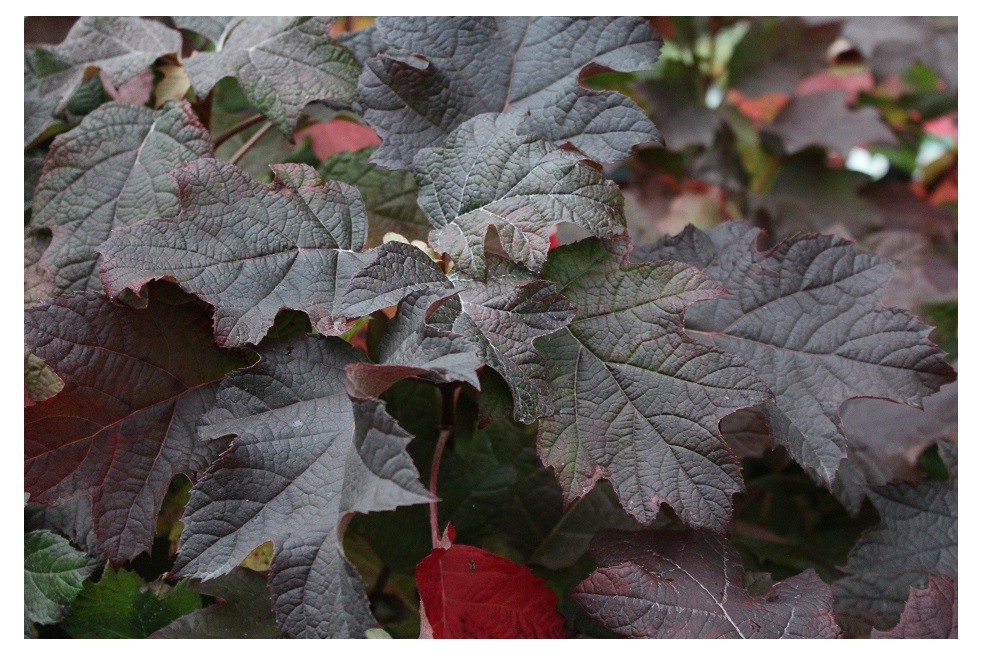 Hortensia à feuilles de chêne