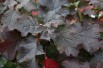 Hortensia à feuilles de chêne