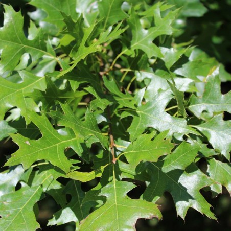 Swamp Spanish oak - Quercus Palustris