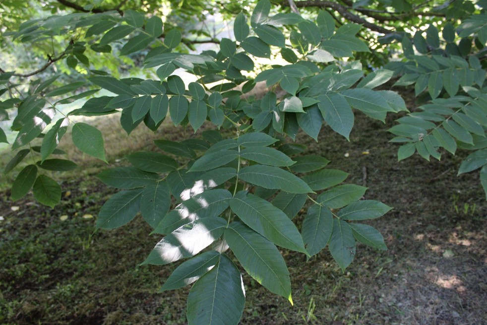 Japanese walnut