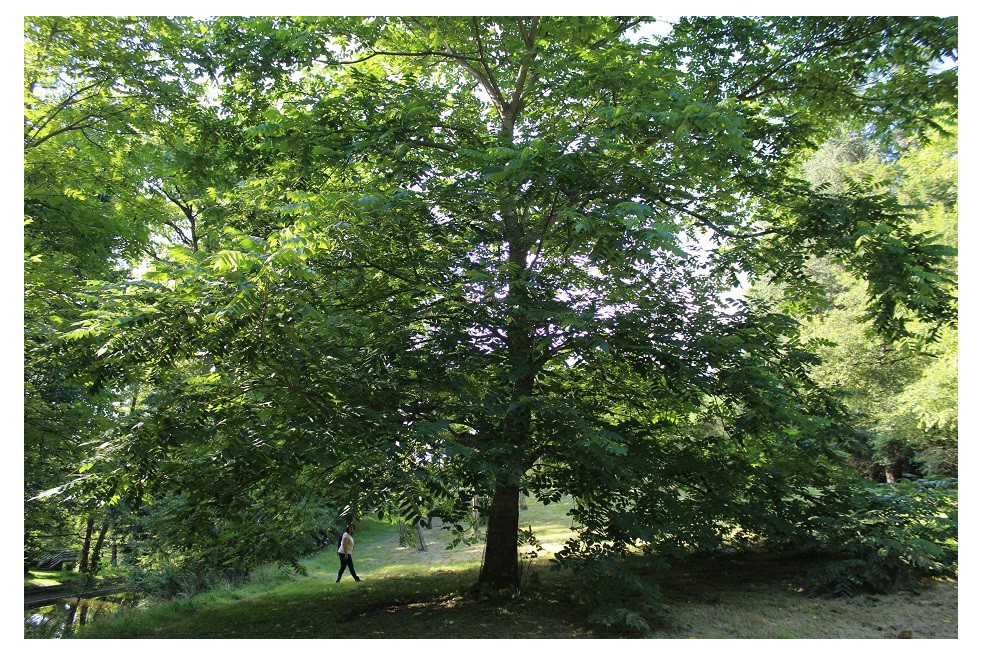 Japanese walnut