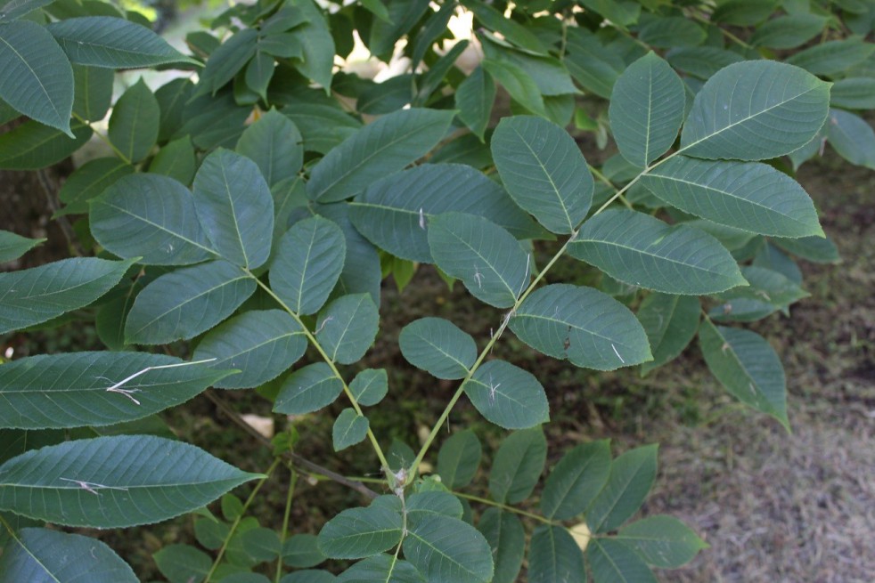 Japanese walnut