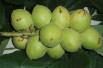 Japanese walnut - Auckland Museum, CC BY 4.0 , via Wikimedia Commons