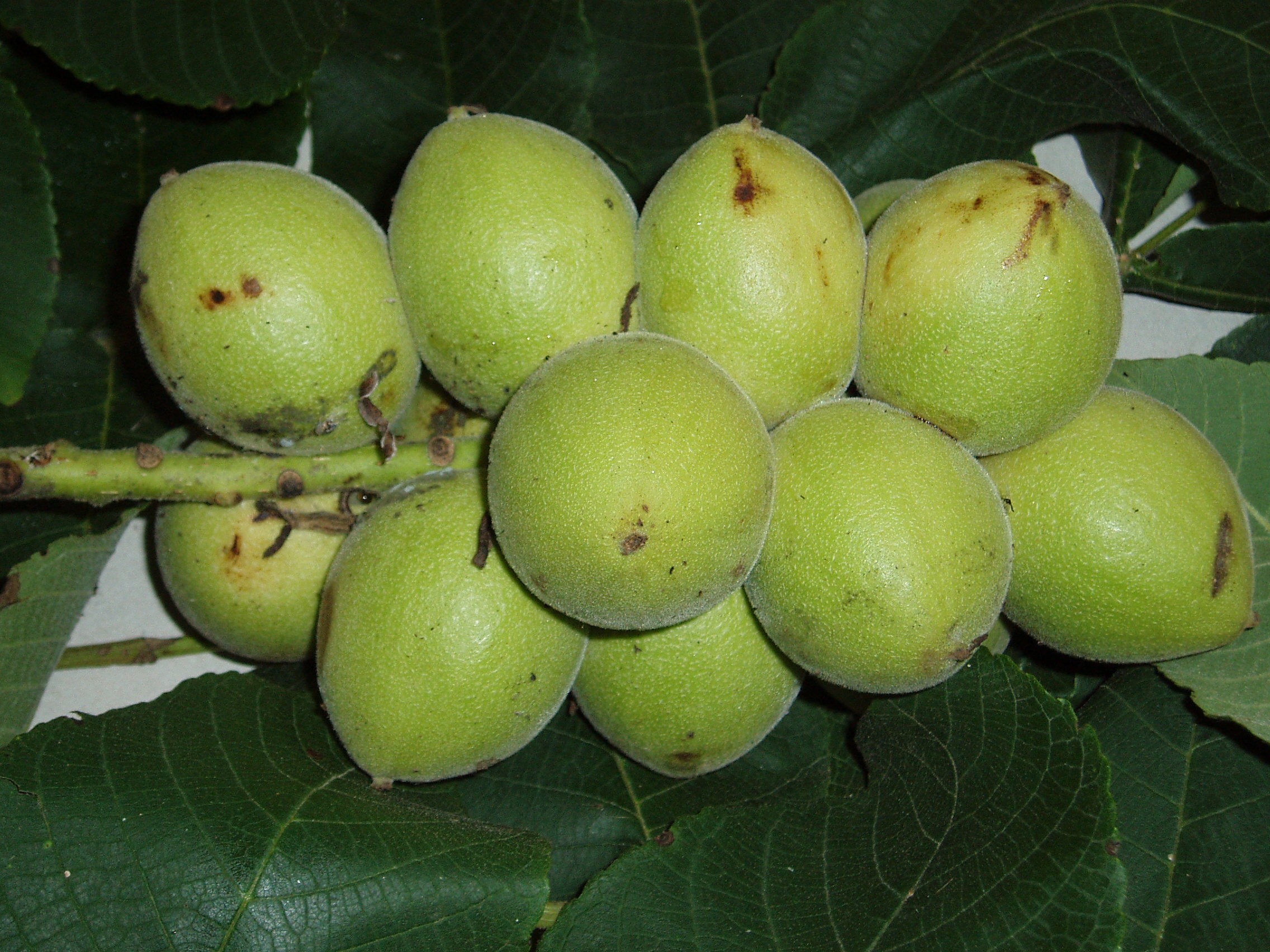 Japanese walnut (in 10 liter pot)