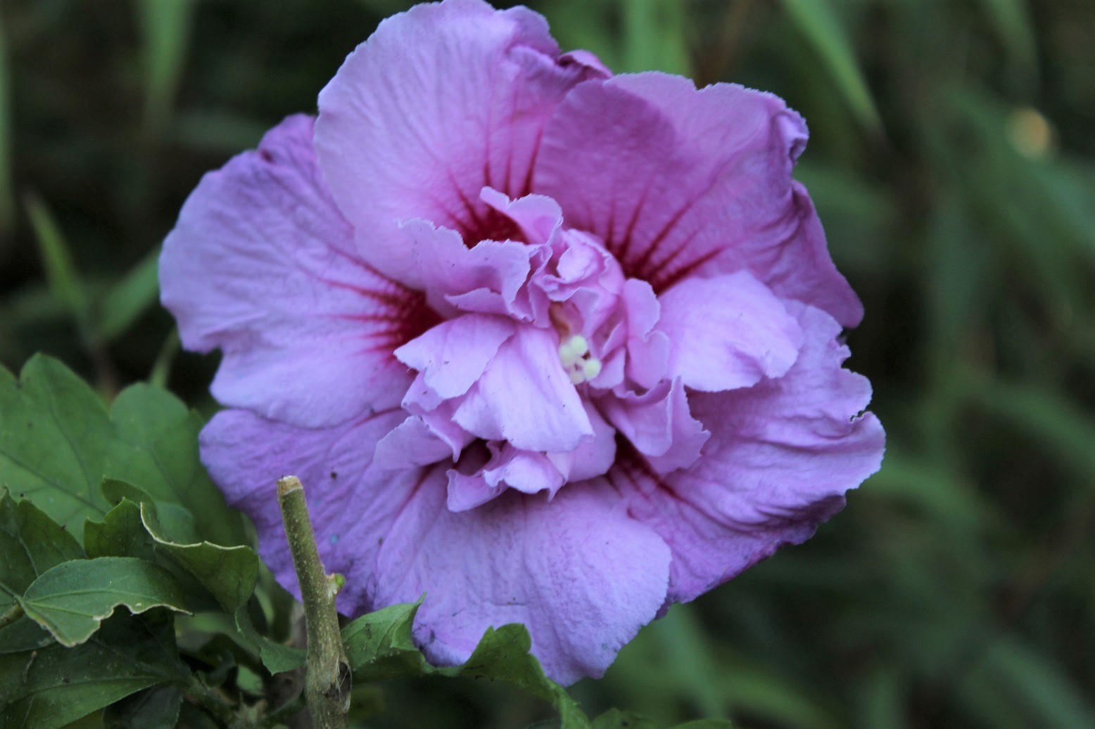 Garteneibisch Lavender Chiffon