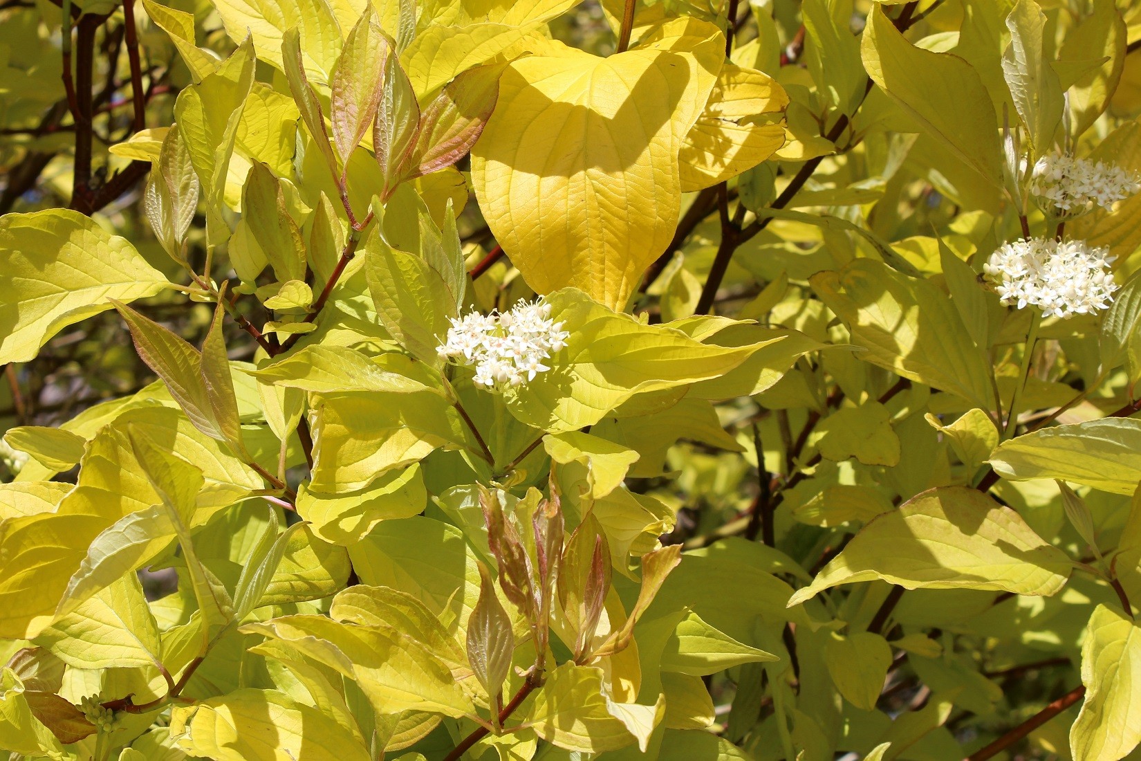 Witte kornoelje Aurea