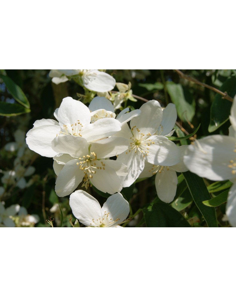 Silberregen Mock Orange - Philadelphus Lemoinei Silberregen