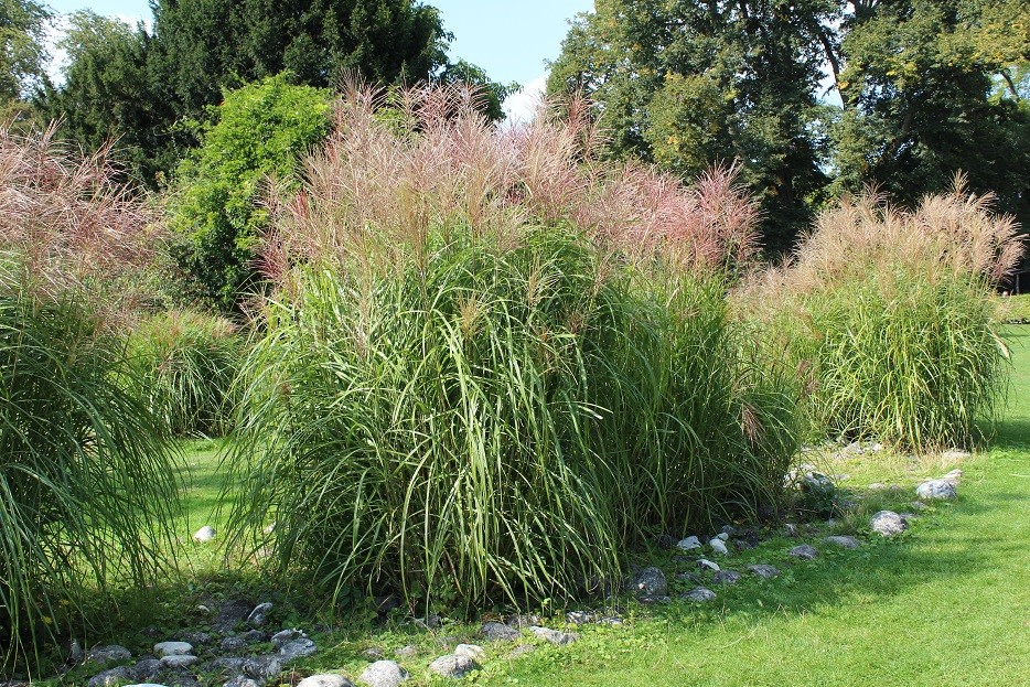 Miscanthus, Roseau de Chine Gracillimus