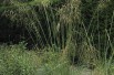 Giant feather grass(A. Barra, CC BY 3.0 , via Wikimedia Commons)