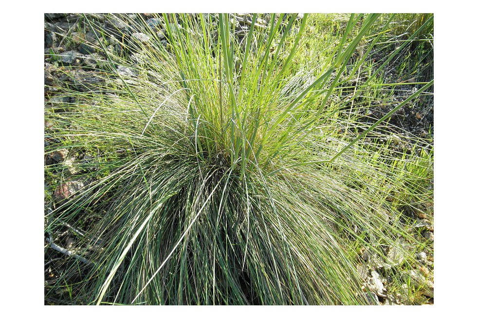 Giant feather grass(Javier martin, Public domain, via Wikimedia Commons)