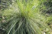 Giant feather grass(Javier martin, Public domain, via Wikimedia Commons)