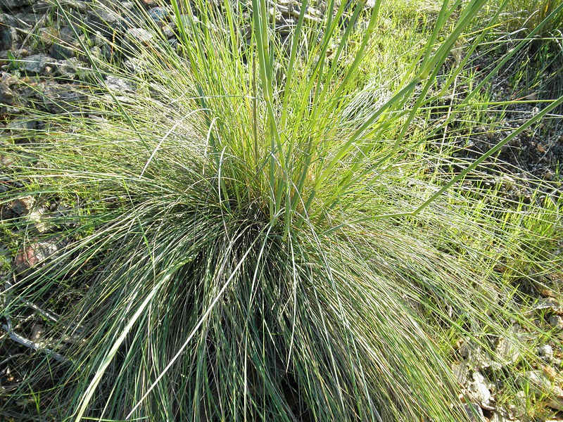 Giant feather grass