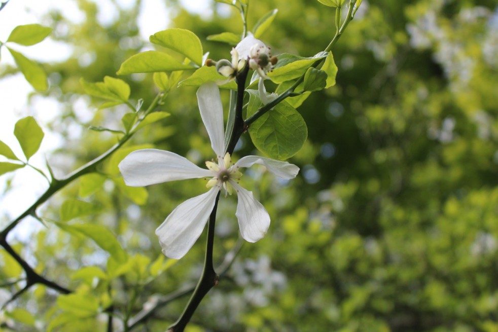 Trifoliate Orange Flying Dragon