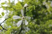 Trifoliate Orange Flying Dragon