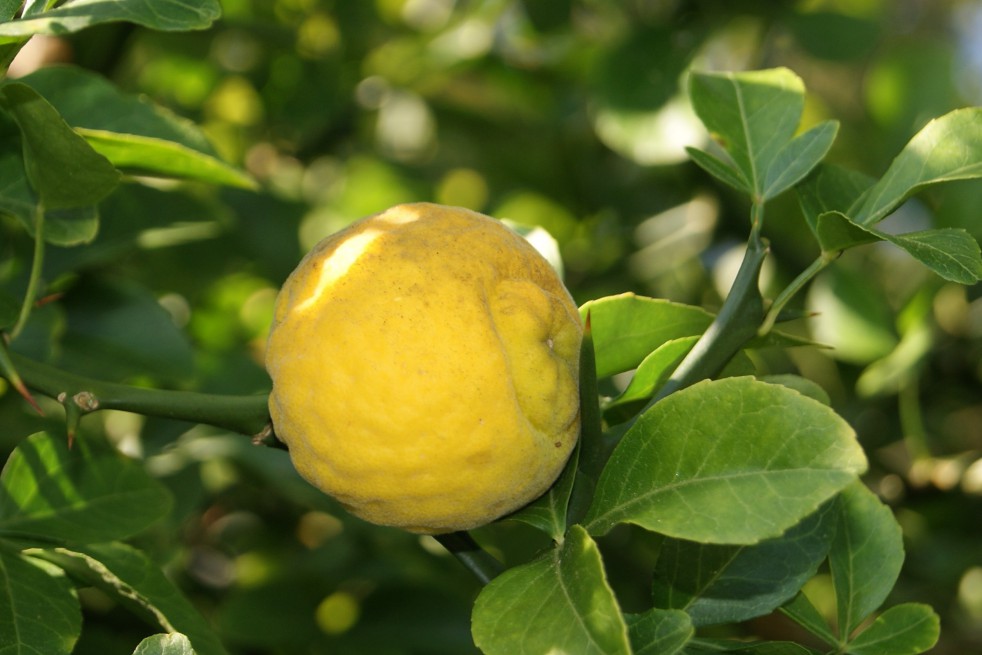 Citronnier du nord tortueux