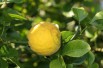 Trifoliate Orange Flying Dragon