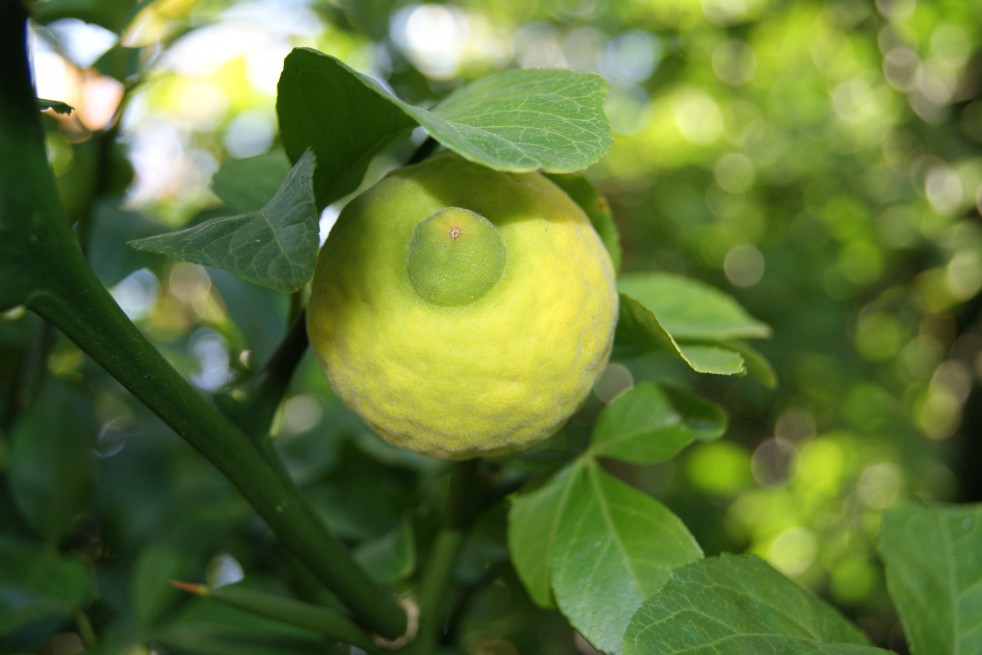 Citronnier du nord tortueux