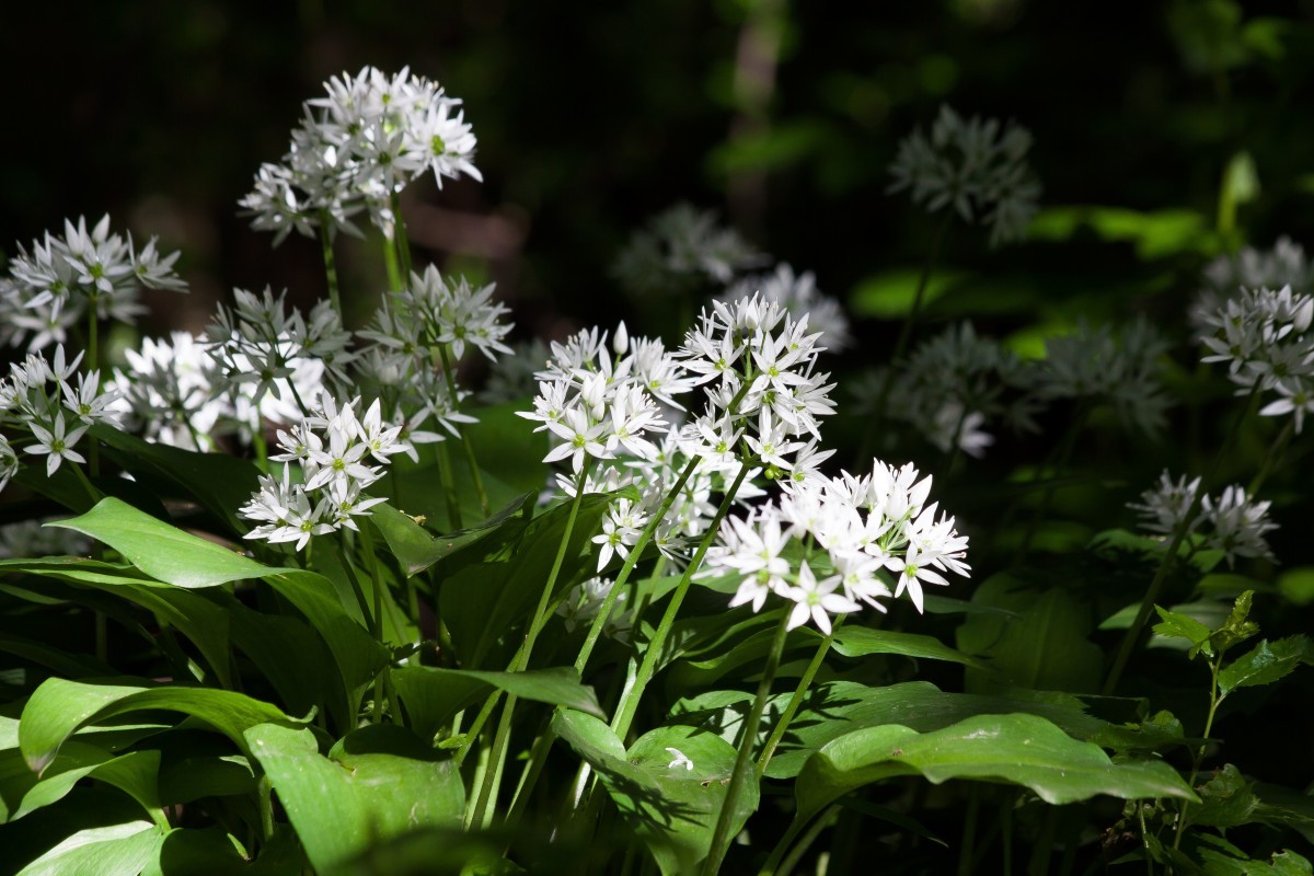 Bear's garlic