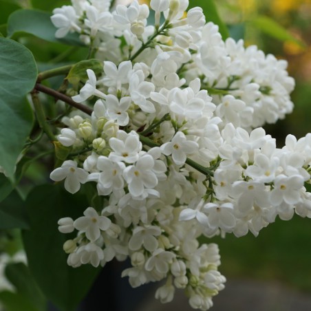 Lilac Madame Florent Stepman - Syringa vulgaris Madame Florent Stepman