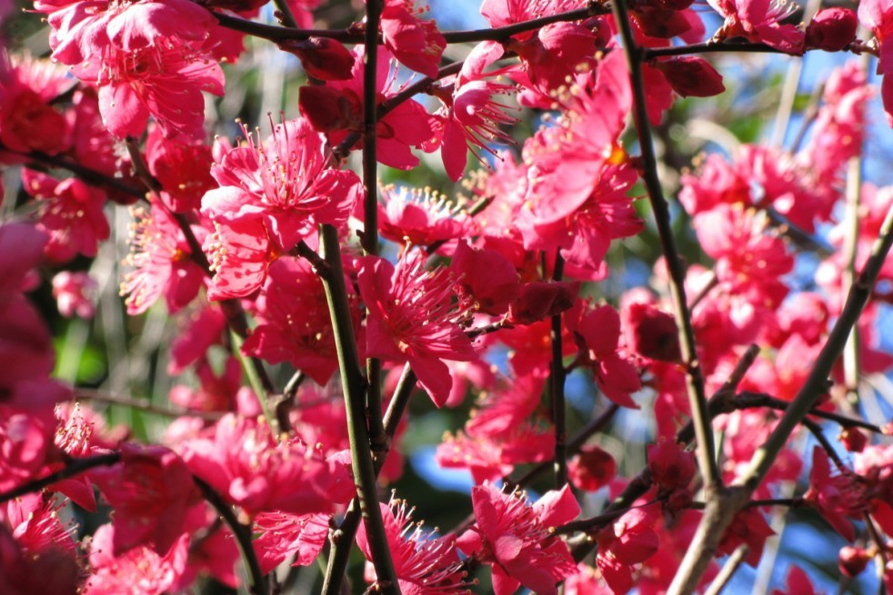 Japanese Apricot Beni-chidori (auteur photo : TANAKA Juuyoh)