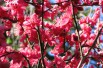 Japanese Apricot Beni-chidori (auteur photo : TANAKA Juuyoh)