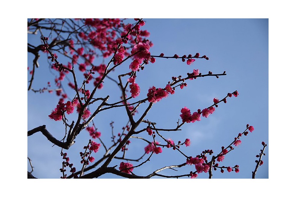 Japanese Apricot Beni-chidori (Chihiro H, CC BY 3.0 , via Wikimedia Commons)