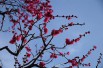 Japanese Apricot Beni-chidori (Chihiro H, CC BY 3.0 , via Wikimedia Commons)