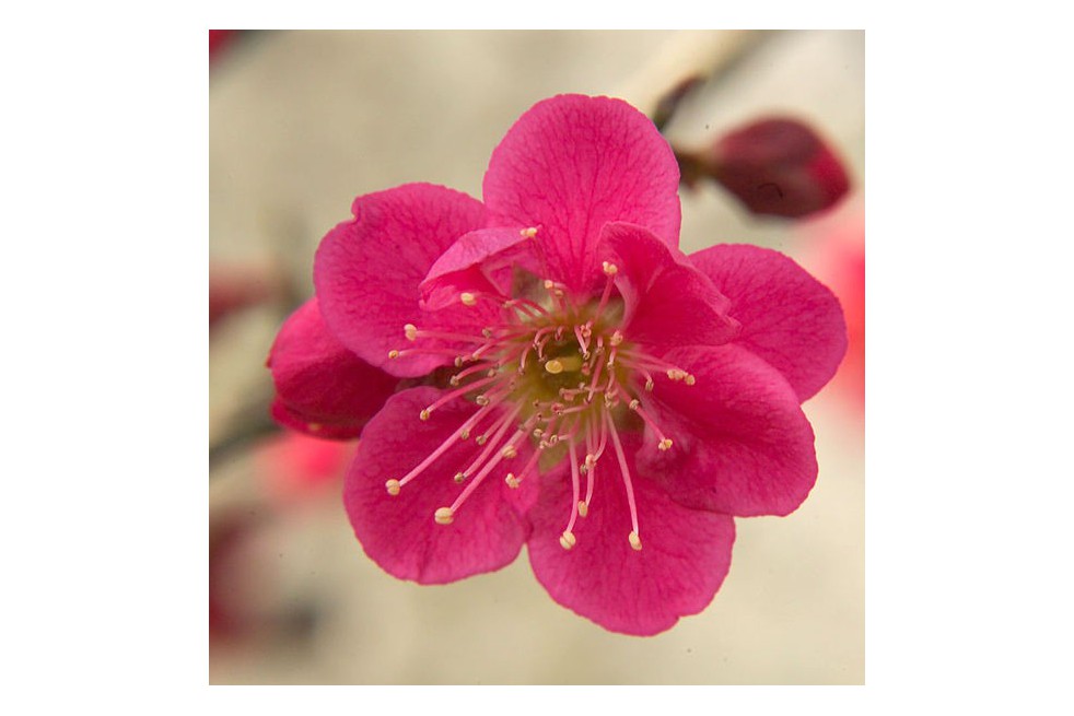 Japanese Apricot Beni-chidori (Ka23 13, CC BY-SA 4.0 , via Wikimedia Commons)