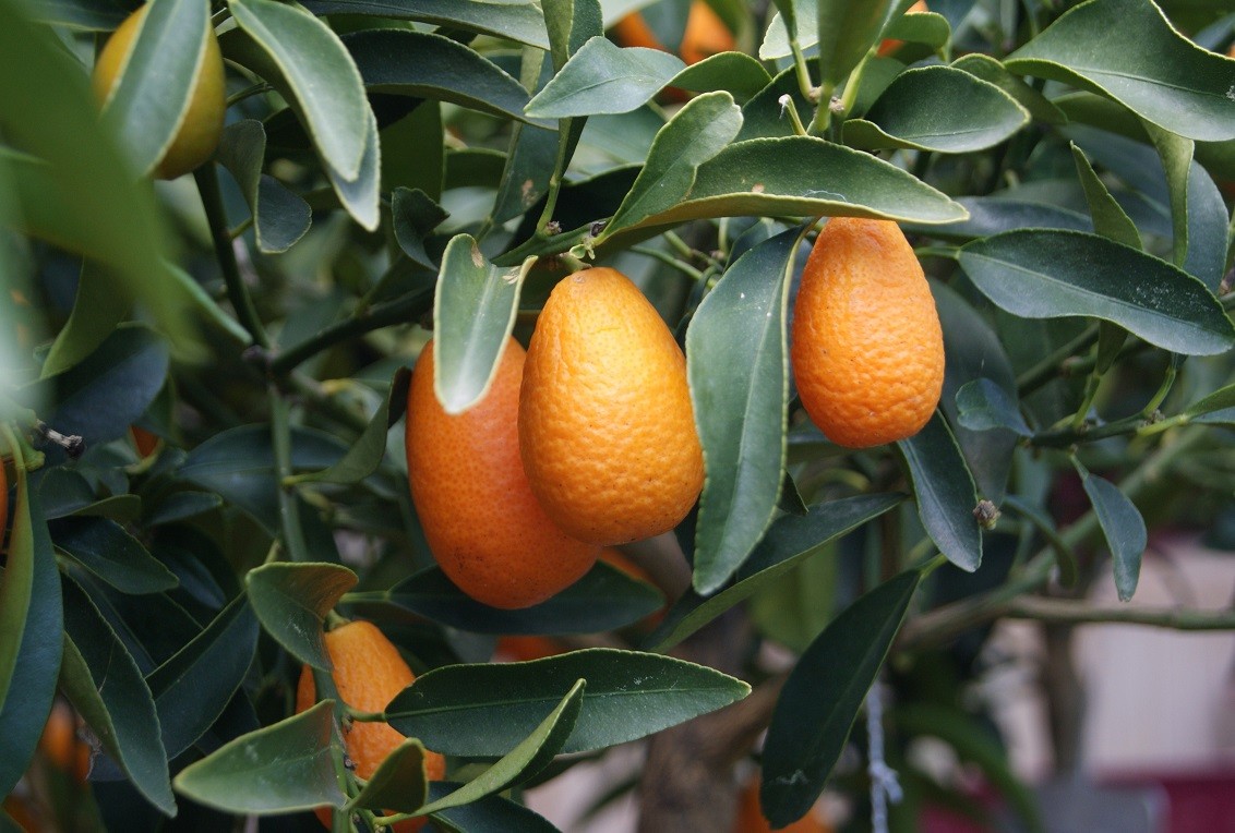 Chinese kumquat