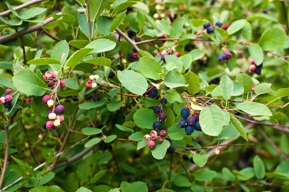 Amélanchier à feuilles d'aulne Honeywood