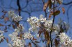 Amélanchier à feuilles d'aulne Thiessen (Jardins du Monde.be)