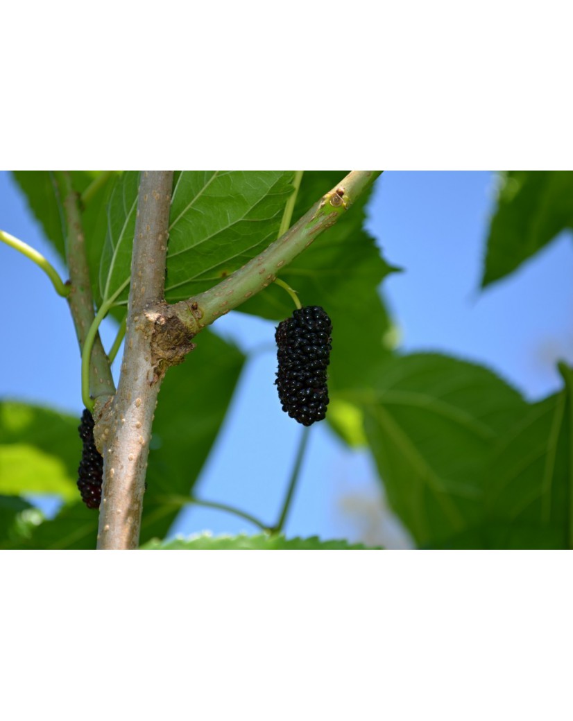 Illinois Everbearing Mulberry – Naturally Grown