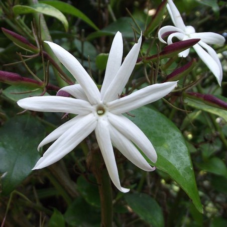 Shining Jasmine - Jasminum Nitidum