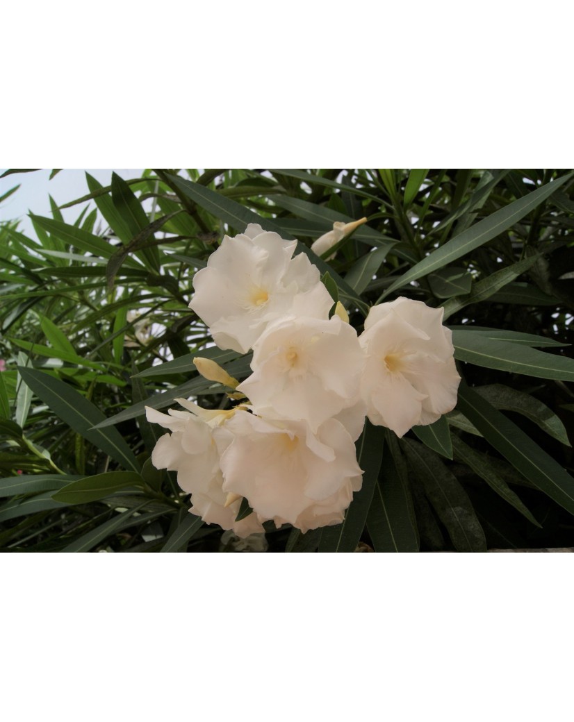 Laurier Rose Album Plenum Nerium Oleander Album Plenum