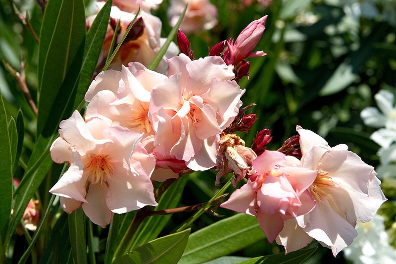 Oleander Provence